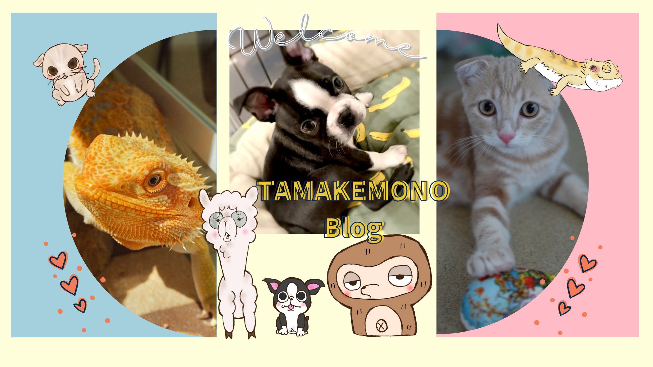 人猫語翻訳機 猫と会話できるアプリを試してみたら スコティッシュフォールドのミカエル のあとがき Tamakemono Blog